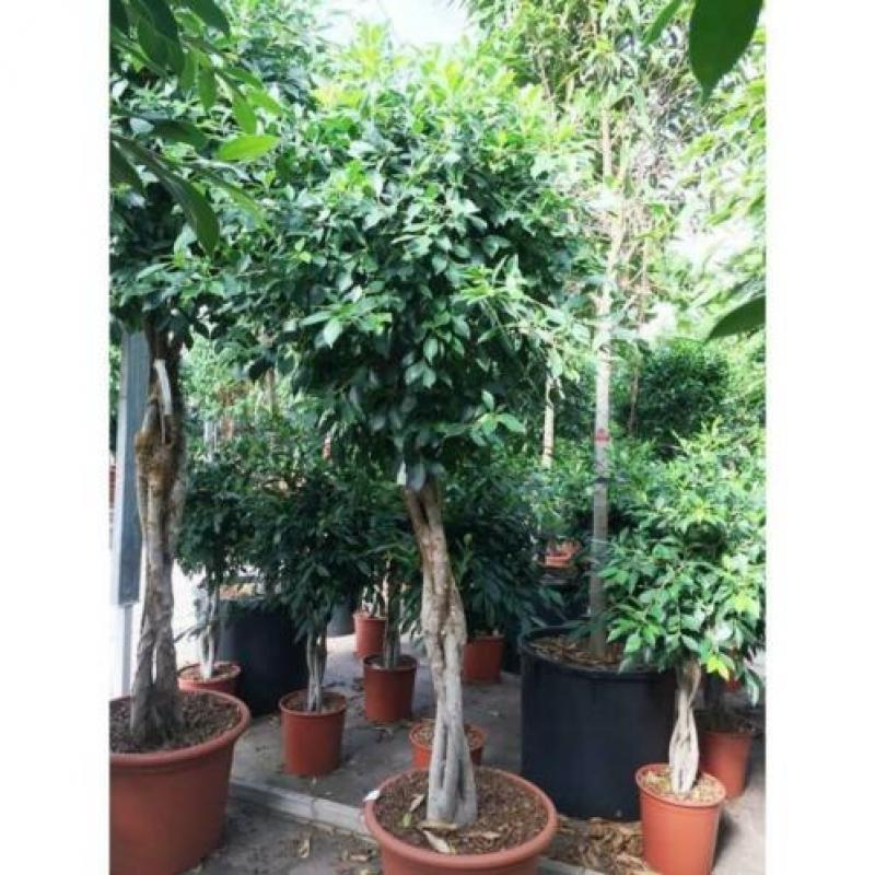 Ficus 'nitida' 840-850cm art40151