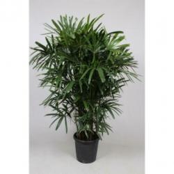 Rhapis Excelsa - Bamboe Stokpalm 260-270cm art14096