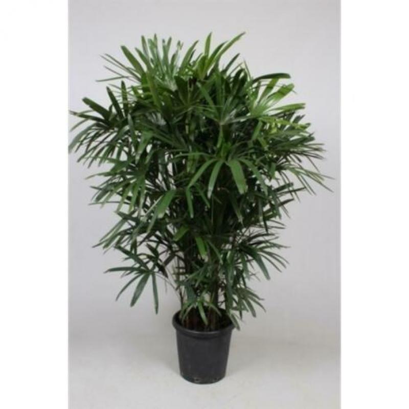 Rhapis Excelsa - Bamboe Stokpalm 260-270cm art14096