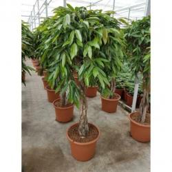 Ficus 'amstel King' 590-600cm art30932