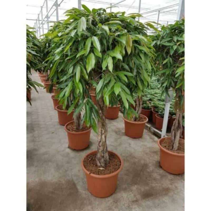 Ficus 'amstel King' 590-600cm art30932