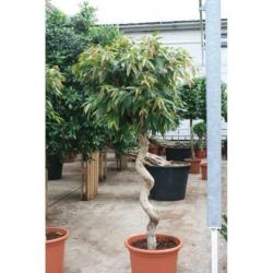 Ficus 'amstel King' 590-600cm art30932