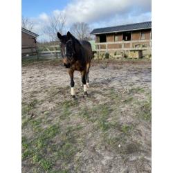 Allround paard te koop!