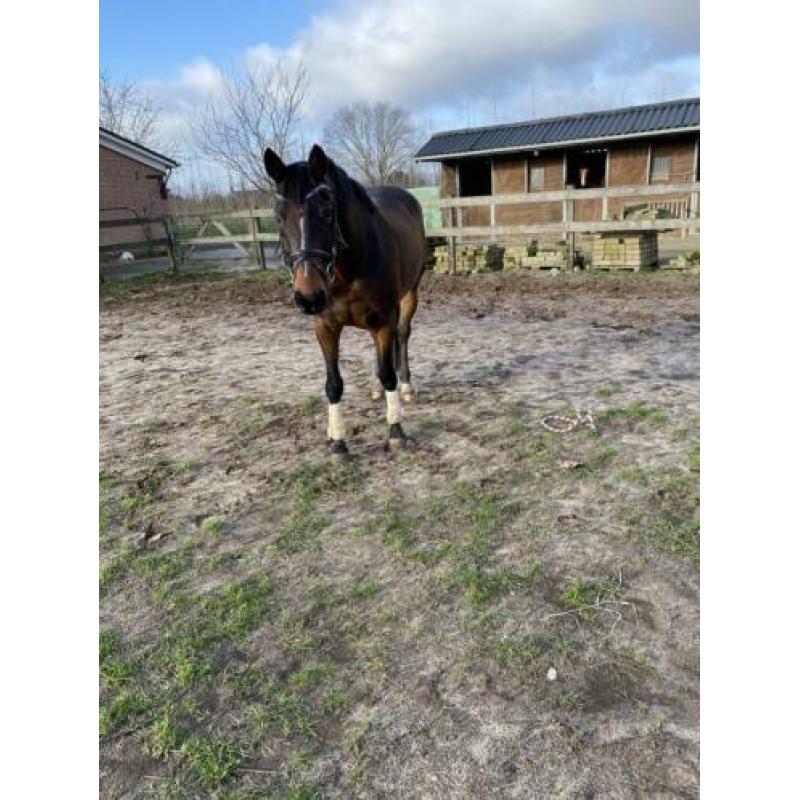 Allround paard te koop!