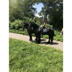 Lieve betrouwbare Fries te koop