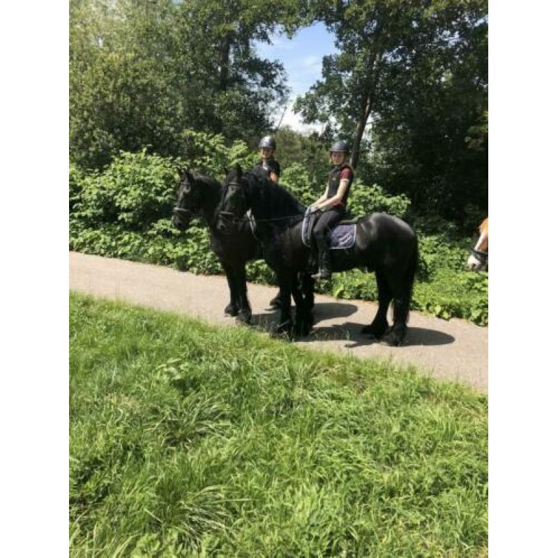 Lieve betrouwbare Fries te koop
