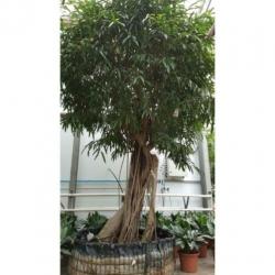 Ficus Maclellandii 'alii' - Jungle Boom 515-525cm art28860