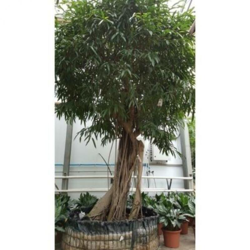 Ficus Maclellandii 'alii' - Jungle Boom 515-525cm art28860