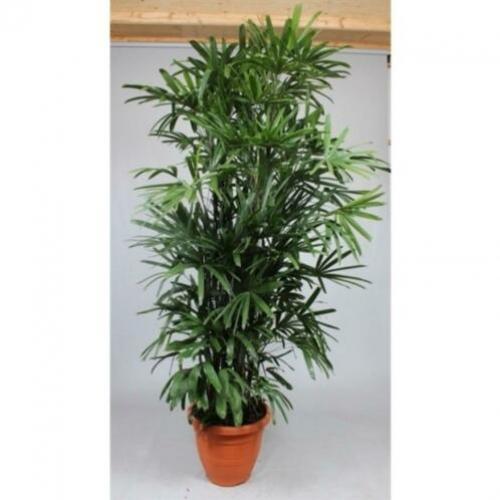 Rhapis Excelsa - Bamboe Stokpalm 260-270cm art14096