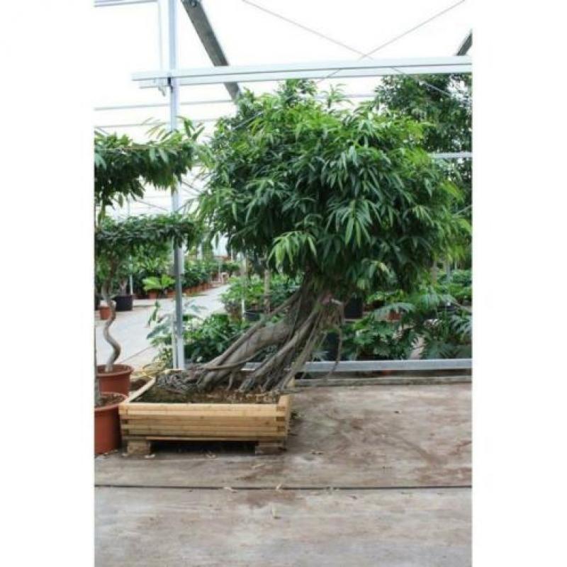 Ficus Maclellandii 'alii' - Jungle Boom 515-525cm art28860
