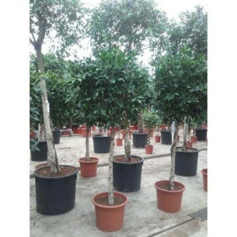 Ficus 'nitida' 840-850cm art40151