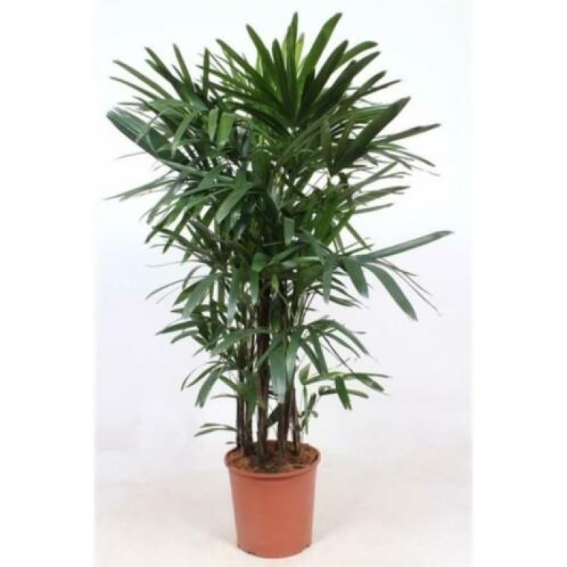 Rhapis Excelsa - Bamboe Stokpalm 260-270cm art14096