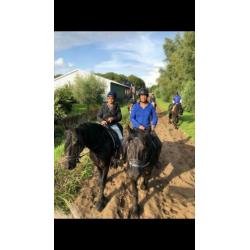Lieve betrouwbare Fries te koop