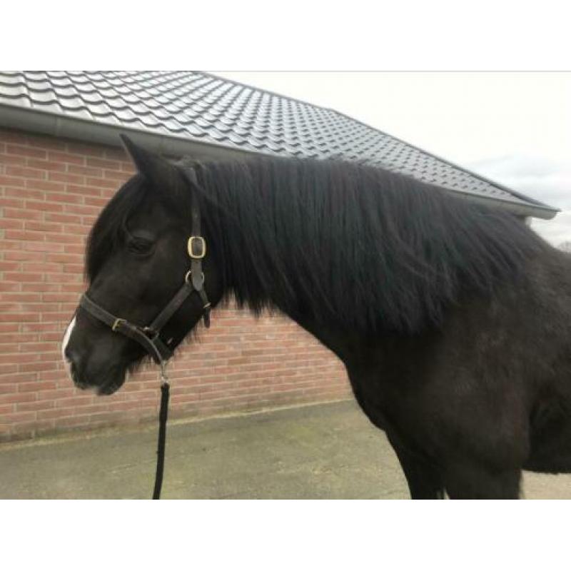 Prachtige grote zwarte Welsh Cob merrie met stamboom!