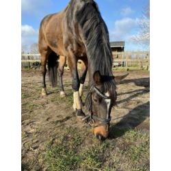 Allround paard te koop!