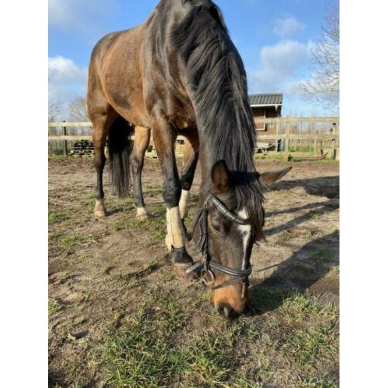 Allround paard te koop!