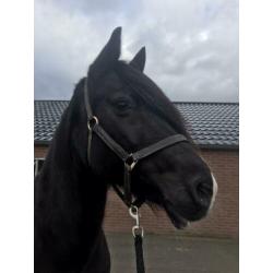 Prachtige grote zwarte Welsh Cob merrie met stamboom!