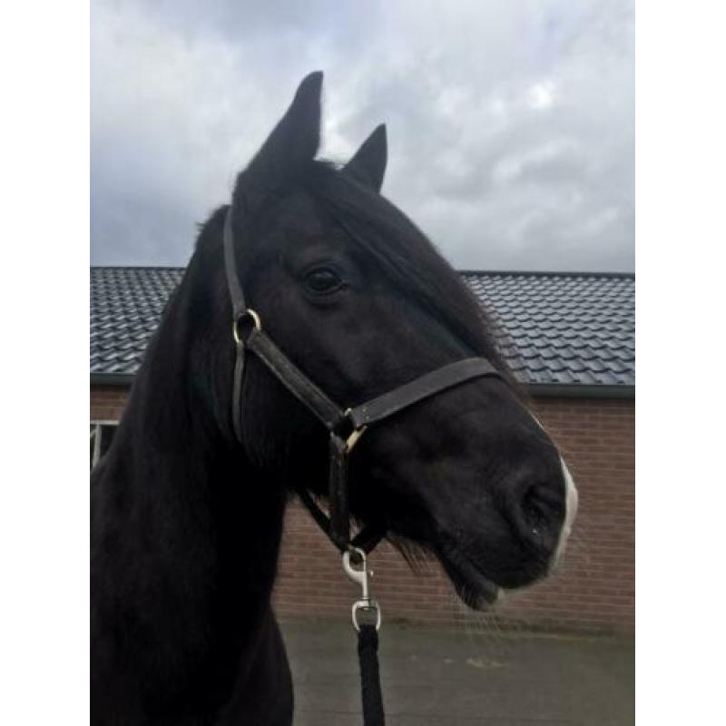 Prachtige grote zwarte Welsh Cob merrie met stamboom!