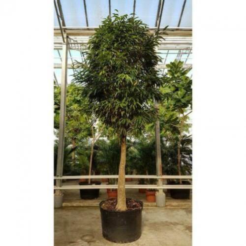 Ficus Maclellandii 'alii' - Jungle Boom 515-525cm art28860