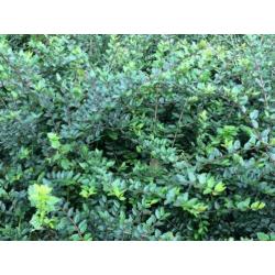 Lonicera nitida als buxusvervanger