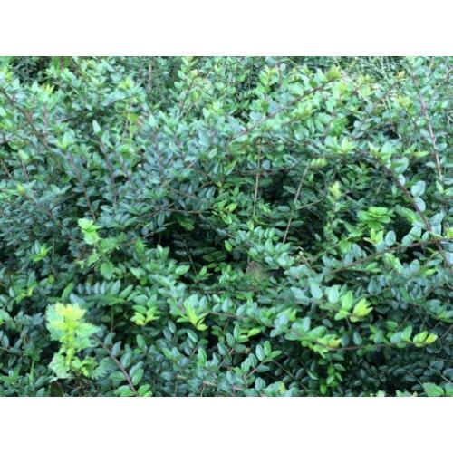 Lonicera nitida als buxusvervanger
