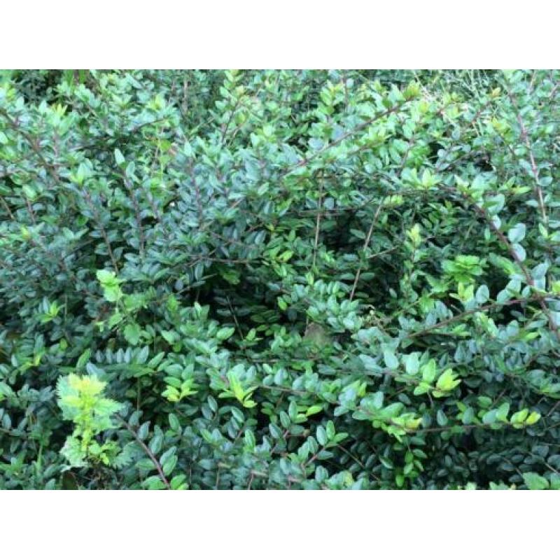Lonicera nitida als buxusvervanger