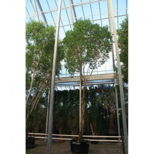 Ficus 'nitida' 840-850cm art40151