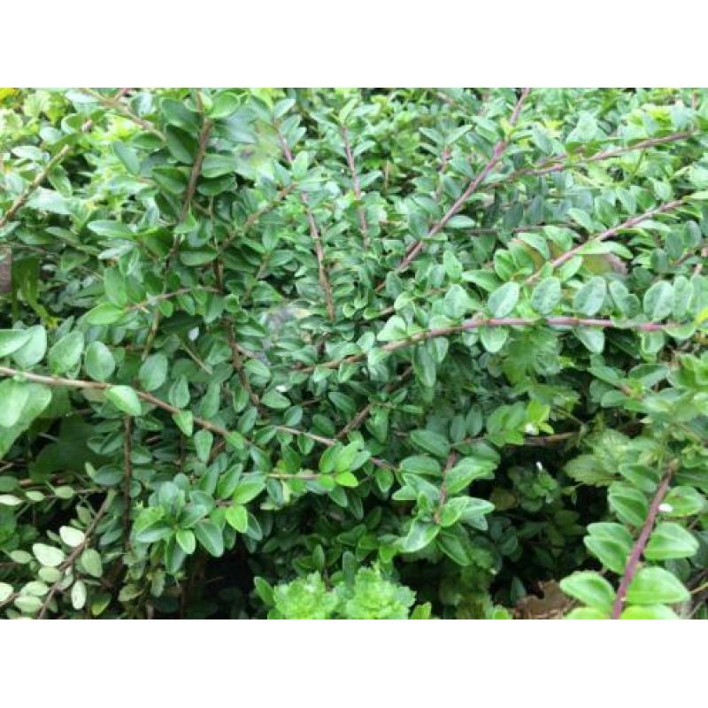 Lonicera nitida als buxusvervanger