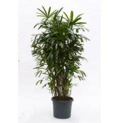 Rhapis Excelsa - Bamboe Stokpalm 260-270cm art14096