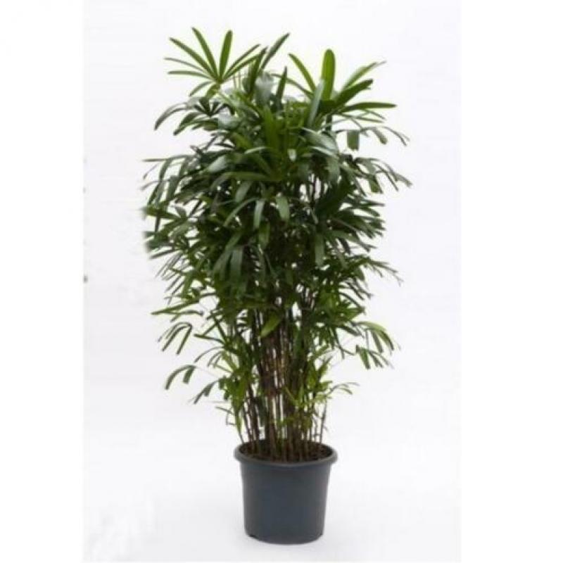 Rhapis Excelsa - Bamboe Stokpalm 260-270cm art14096