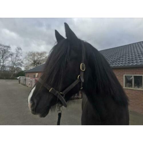 Prachtige grote zwarte Welsh Cob merrie met stamboom!