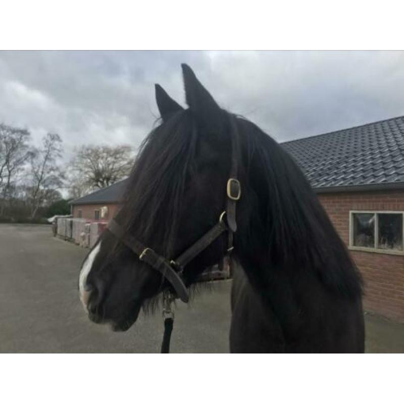 Prachtige grote zwarte Welsh Cob merrie met stamboom!