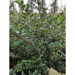 Lonicera nitida als buxusvervanger