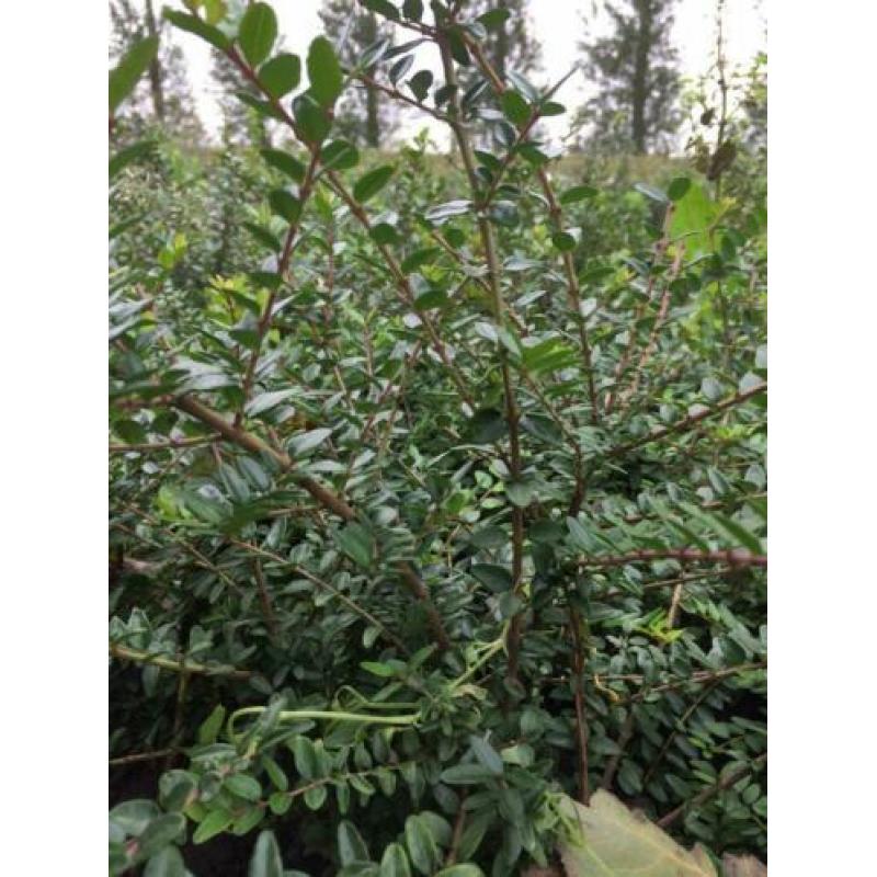 Lonicera nitida als buxusvervanger