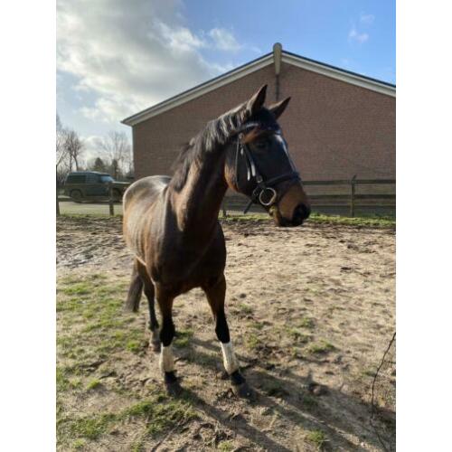 Allround paard te koop!