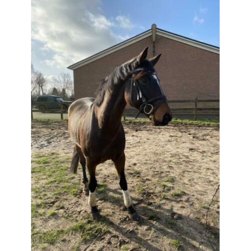Allround paard te koop!