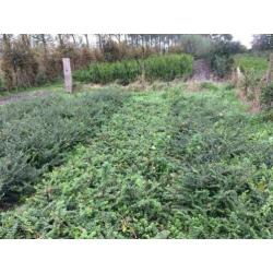 Lonicera nitida als buxusvervanger