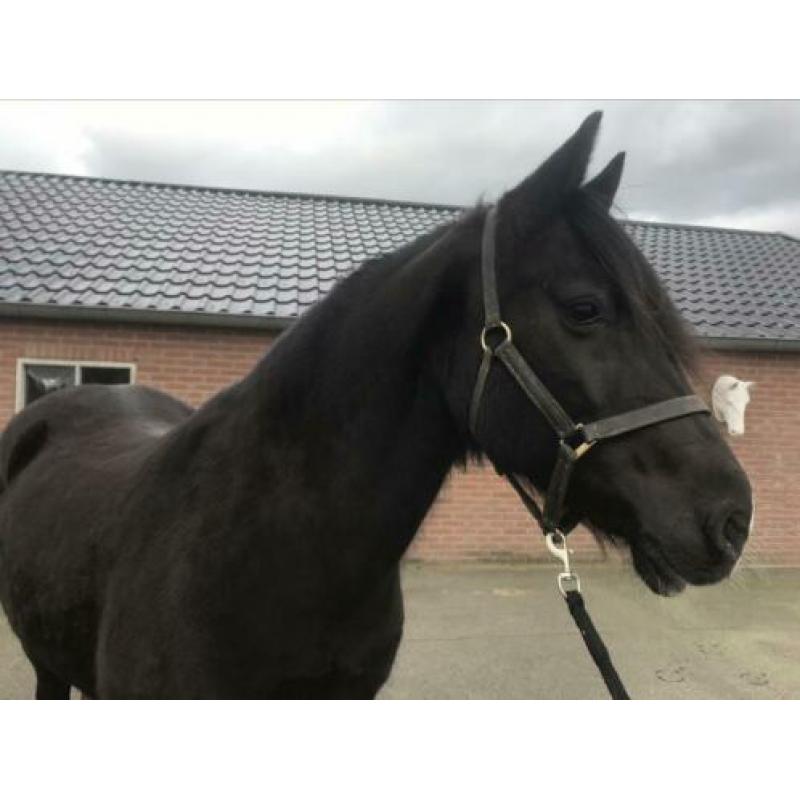Prachtige grote zwarte Welsh Cob merrie met stamboom!
