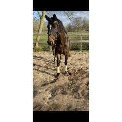 Allround paard te koop!