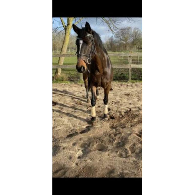 Allround paard te koop!