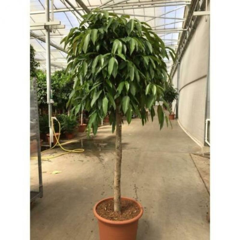 Ficus 'amstel King' 590-600cm art30932