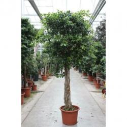 Ficus 'nitida' 840-850cm art40151