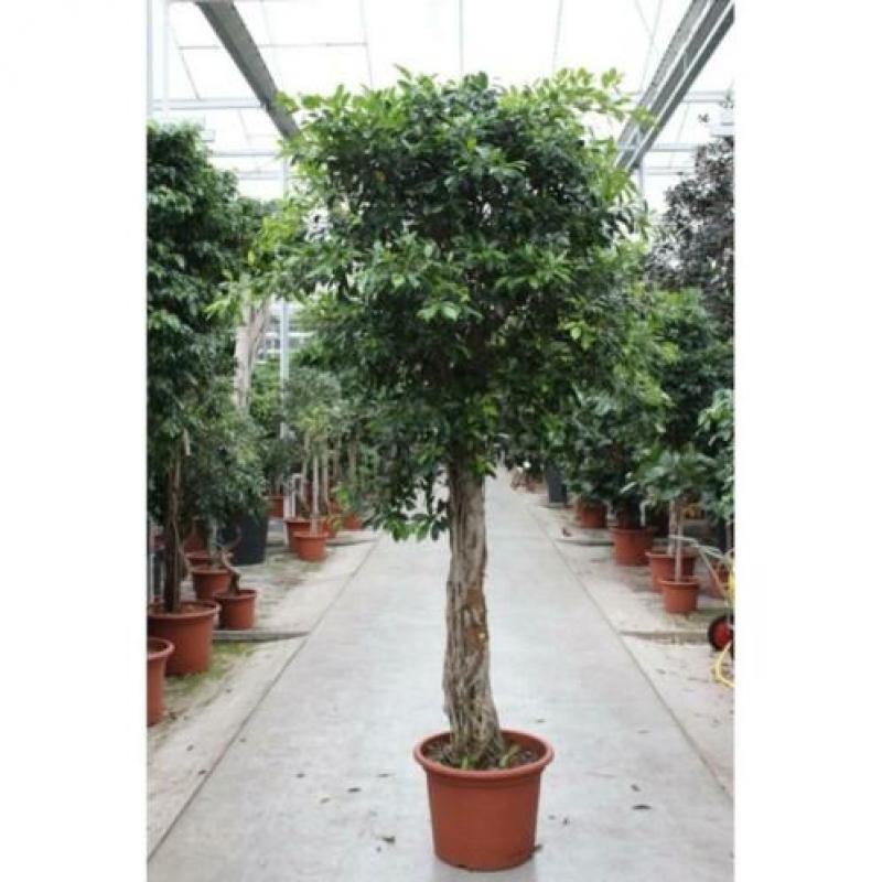 Ficus 'nitida' 840-850cm art40151
