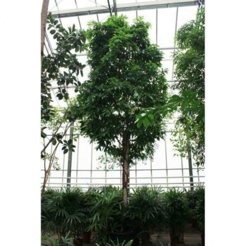 Ficus 'amstel King' 590-600cm art30932