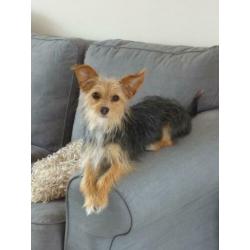 Kruising Chihuahua/Yorkshire Terriër