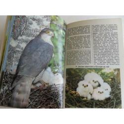 Franse gids roofvogels en uilen , RAPACES diurnes et nocturn