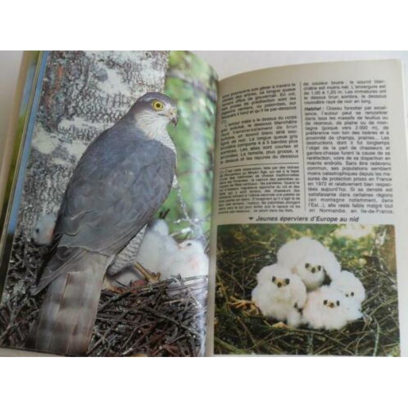 Franse gids roofvogels en uilen , RAPACES diurnes et nocturn