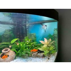 Complete zoetwateraquarium