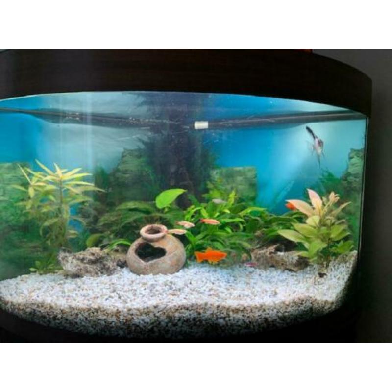 Complete zoetwateraquarium