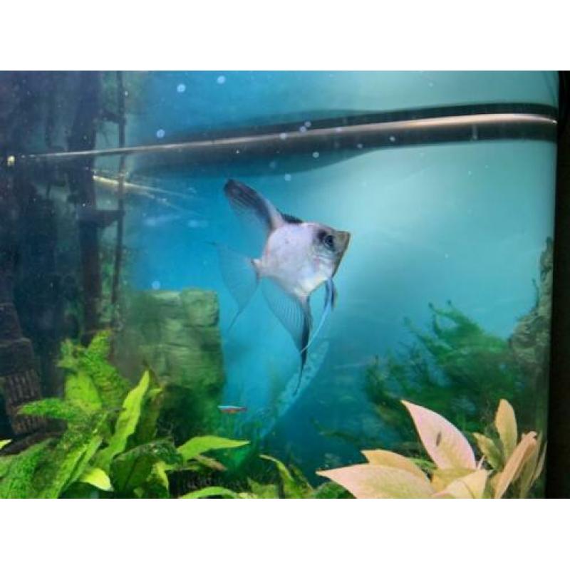 Complete zoetwateraquarium
